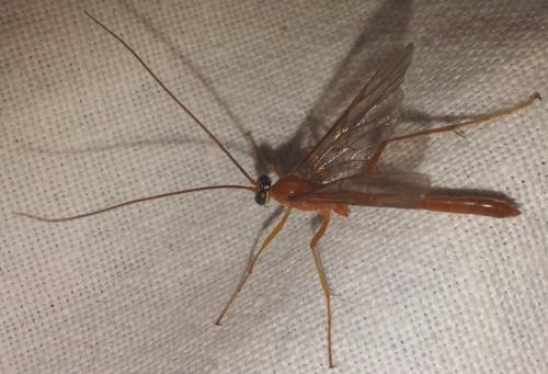 Netelia infractor